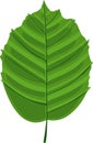Green leaf of Common hazel (Corylus avellana) 